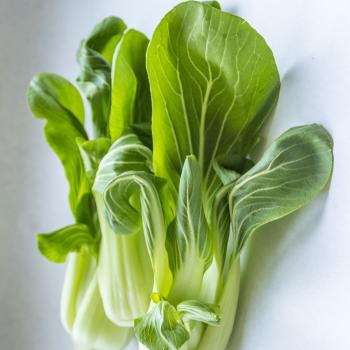 Pak Choi / Chinesischer Senfkohl (Brassica rapa ssp. chinensis)